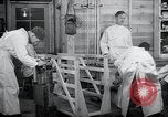 Image chiens de guerre United States USA, 1944, de la seconde 40 séquences d'archives historiques vidéo 65675067776