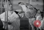Image chiens de guerre United States USA, 1944, de la seconde 42 séquences d'archives historiques vidéo 65675067776