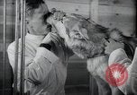 Image chiens de guerre United States USA, 1944, de la seconde 43 séquences d'archives historiques vidéo 65675067776