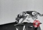 Image chiens de guerre United States USA, 1944, de la seconde 48 séquences d'archives historiques vidéo 65675067776