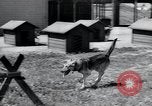 Image chiens de guerre United States USA, 1944, de la seconde 55 séquences d'archives historiques vidéo 65675067776