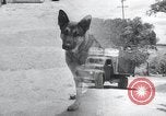 Standbild Krieg Hunde United States USA, 1944, aus Sekunde 1 historischem Filmmaterial Videoclip 65675067777