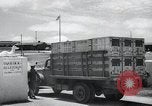Standbild Krieg Hunde United States USA, 1944, aus Sekunde 8 historischem Filmmaterial Videoclip 65675067777