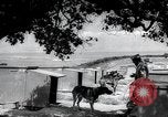 Standbild Krieg Hunde United States USA, 1944, aus Sekunde 10 historischem Filmmaterial Videoclip 65675067777