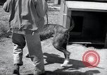 Standbild Krieg Hunde United States USA, 1944, aus Sekunde 12 historischem Filmmaterial Videoclip 65675067777
