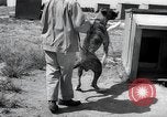 Standbild Krieg Hunde United States USA, 1944, aus Sekunde 13 historischem Filmmaterial Videoclip 65675067777