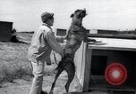 Standbild Krieg Hunde United States USA, 1944, aus Sekunde 14 historischem Filmmaterial Videoclip 65675067777