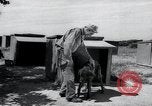 Standbild Krieg Hunde United States USA, 1944, aus Sekunde 16 historischem Filmmaterial Videoclip 65675067777