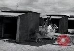 Standbild Krieg Hunde United States USA, 1944, aus Sekunde 20 historischem Filmmaterial Videoclip 65675067777