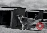 Standbild Krieg Hunde United States USA, 1944, aus Sekunde 21 historischem Filmmaterial Videoclip 65675067777