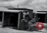 Standbild Krieg Hunde United States USA, 1944, aus Sekunde 22 historischem Filmmaterial Videoclip 65675067777