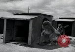 Standbild Krieg Hunde United States USA, 1944, aus Sekunde 23 historischem Filmmaterial Videoclip 65675067777