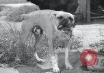 Standbild Krieg Hunde United States USA, 1944, aus Sekunde 24 historischem Filmmaterial Videoclip 65675067777