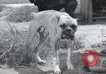 Standbild Krieg Hunde United States USA, 1944, aus Sekunde 25 historischem Filmmaterial Videoclip 65675067777