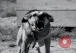 Standbild Krieg Hunde United States USA, 1944, aus Sekunde 26 historischem Filmmaterial Videoclip 65675067777