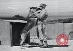 Standbild Krieg Hunde United States USA, 1944, aus Sekunde 28 historischem Filmmaterial Videoclip 65675067777