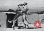 Standbild Krieg Hunde United States USA, 1944, aus Sekunde 29 historischem Filmmaterial Videoclip 65675067777