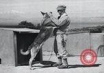 Standbild Krieg Hunde United States USA, 1944, aus Sekunde 30 historischem Filmmaterial Videoclip 65675067777