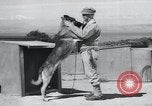 Standbild Krieg Hunde United States USA, 1944, aus Sekunde 31 historischem Filmmaterial Videoclip 65675067777