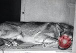 Standbild Krieg Hunde United States USA, 1944, aus Sekunde 32 historischem Filmmaterial Videoclip 65675067777