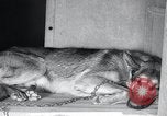 Standbild Krieg Hunde United States USA, 1944, aus Sekunde 33 historischem Filmmaterial Videoclip 65675067777