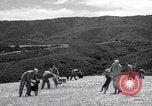 Standbild Krieg Hunde United States USA, 1944, aus Sekunde 35 historischem Filmmaterial Videoclip 65675067777
