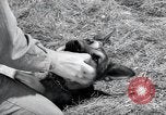 Standbild Krieg Hunde United States USA, 1944, aus Sekunde 36 historischem Filmmaterial Videoclip 65675067777