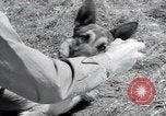 Standbild Krieg Hunde United States USA, 1944, aus Sekunde 37 historischem Filmmaterial Videoclip 65675067777