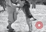 Standbild Krieg Hunde United States USA, 1944, aus Sekunde 38 historischem Filmmaterial Videoclip 65675067777