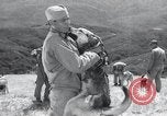 Standbild Krieg Hunde United States USA, 1944, aus Sekunde 39 historischem Filmmaterial Videoclip 65675067777