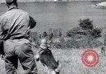 Standbild Krieg Hunde United States USA, 1944, aus Sekunde 47 historischem Filmmaterial Videoclip 65675067777