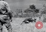 Standbild Krieg Hunde United States USA, 1944, aus Sekunde 48 historischem Filmmaterial Videoclip 65675067777