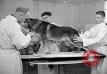 Standbild Krieg Hunde United States USA, 1944, aus Sekunde 52 historischem Filmmaterial Videoclip 65675067777