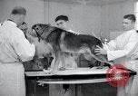 Standbild Krieg Hunde United States USA, 1944, aus Sekunde 53 historischem Filmmaterial Videoclip 65675067777