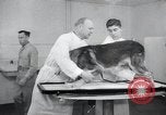 Standbild Krieg Hunde United States USA, 1944, aus Sekunde 57 historischem Filmmaterial Videoclip 65675067777