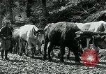 Image of Road construction to support Allied offensive World War I Alsace France, 1918, second 53 stock footage video 65675067813