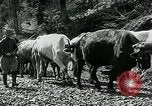 Image of Road construction to support Allied offensive World War I Alsace France, 1918, second 54 stock footage video 65675067813