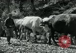 Image of Road construction to support Allied offensive World War I Alsace France, 1918, second 55 stock footage video 65675067813