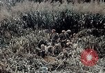 Immagine di 101ª Divisione aviotrasportata Una valle Shau Vietnam, 1971, secondo 31 filmato di repertorio 65675067852