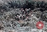 Immagine di 101ª Divisione aviotrasportata Una valle Shau Vietnam, 1971, secondo 33 filmato di repertorio 65675067852