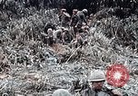 Immagine di 101ª Divisione aviotrasportata Una valle Shau Vietnam, 1971, secondo 34 filmato di repertorio 65675067852