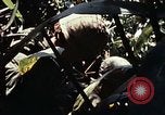 Image of 101st Airborne Division Vietnam, 1971, second 38 stock footage video 65675067854
