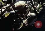 Image of 101st Airborne Division Vietnam, 1971, second 39 stock footage video 65675067854