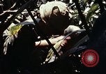 Image of 101st Airborne Division Vietnam, 1971, second 40 stock footage video 65675067854
