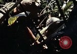 Image of 101st Airborne Division Vietnam, 1971, second 42 stock footage video 65675067854