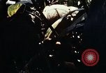 Image of 101st Airborne Division Vietnam, 1971, second 43 stock footage video 65675067854