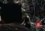 Standbild 101st Airborne Division Vietnam, 1971, aus Sekunde 52 historischem Filmmaterial Videoclip 65675067855