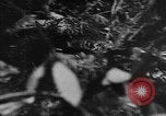 Standbild japanische Truppen Bataan Luzon Philippinen, 1942, aus Sekunde 46 historischem Filmmaterial Videoclip 65675067856