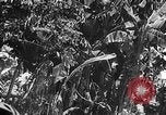 Standbild japanische Truppen Bataan Luzon Philippinen, 1942, aus Sekunde 52 historischem Filmmaterial Videoclip 65675067856