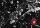Standbild japanische Truppen Bataan Luzon Philippinen, 1942, aus Sekunde 57 historischem Filmmaterial Videoclip 65675067856